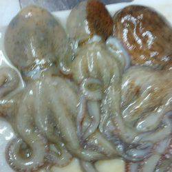 初めてのタコ釣り