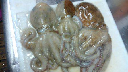 初めてのタコ釣り