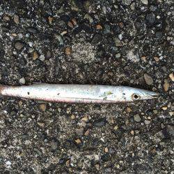 今日もガシラかなと思ったけれど‼