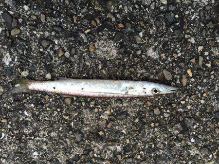 今日もガシラかなと思ったけれど‼