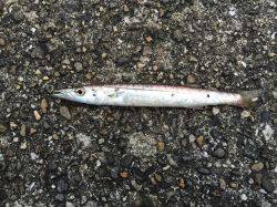 今日もガシラかなと思ったけれど‼