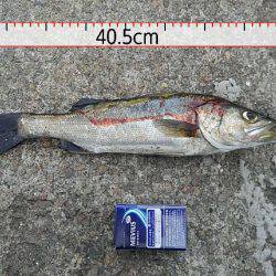 なんとか１匹！