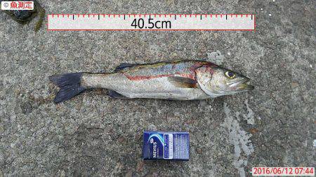 なんとか１匹！