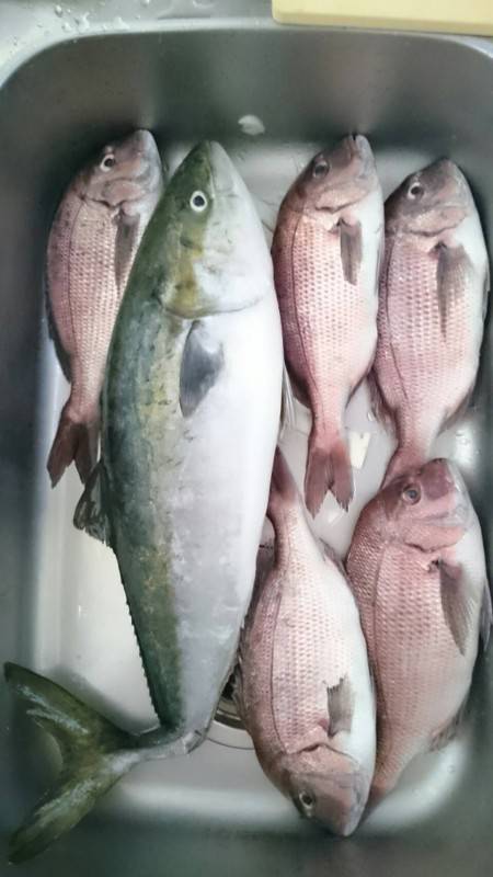 海上釣り堀紀州でカンパチゲット出来るか？