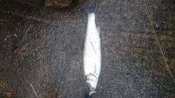 外道しか釣れない…