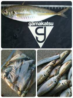 サーフ系フロートアジング