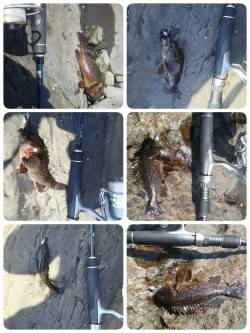 ロックフィッシュ