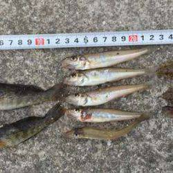 久しぶりのキス釣り