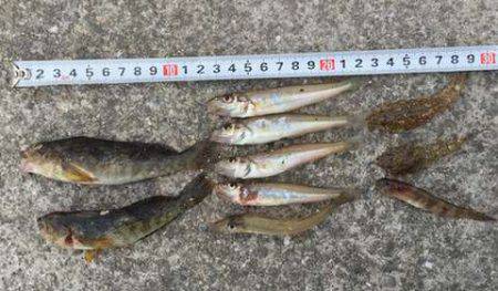 久しぶりのキス釣り