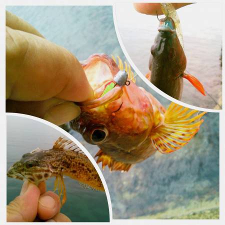 根魚の王　降臨♪