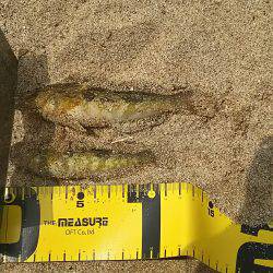 丹後サーフでキス釣り