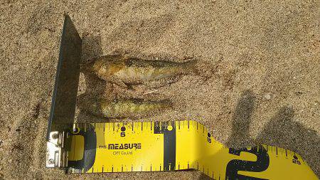 丹後サーフでキス釣り