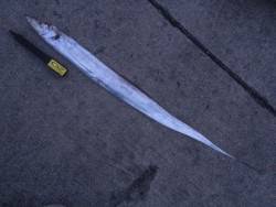 タチウオ釣行・・・和歌山