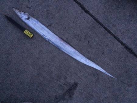 タチウオ釣行・・・和歌山