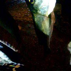 久しぶりのお魚