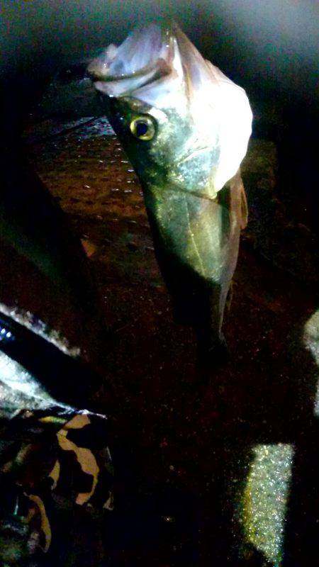 久しぶりのお魚