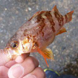 今週はだめでしたが、、、、