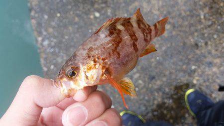 今週はだめでしたが、、、、