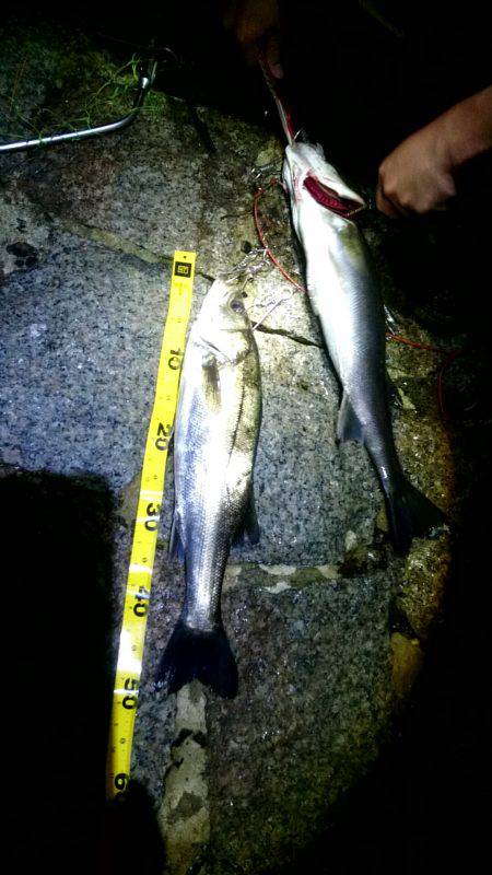 マゴチばっかり……