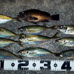 渋々ながらもアジ２桁