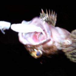 メバリングのつもりが・・・