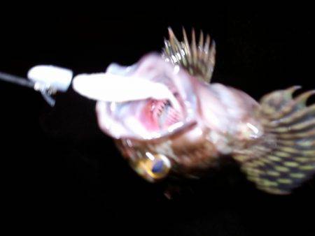 メバリングのつもりが・・・