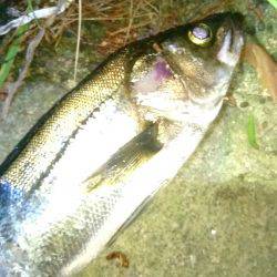 釣ったのに……