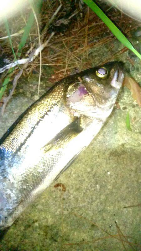 釣ったのに……