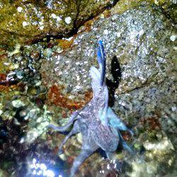 バイブでタコ……