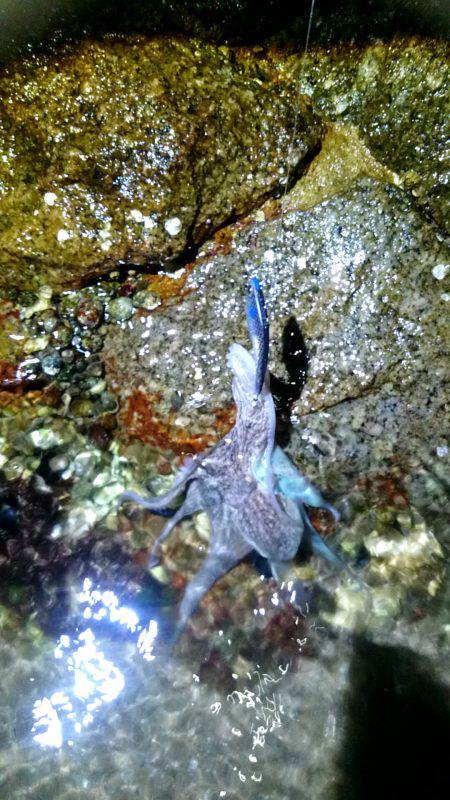 バイブでタコ……