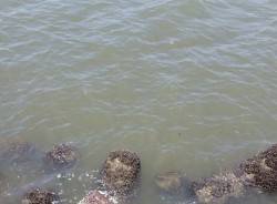 シーバス狙いに