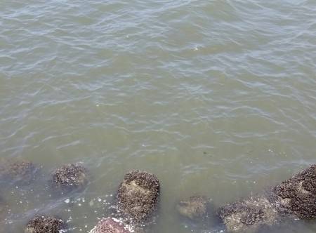 シーバス狙いに