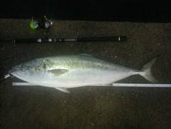 貝塚人工島　沖向きテトラ　夕マズメのブリ