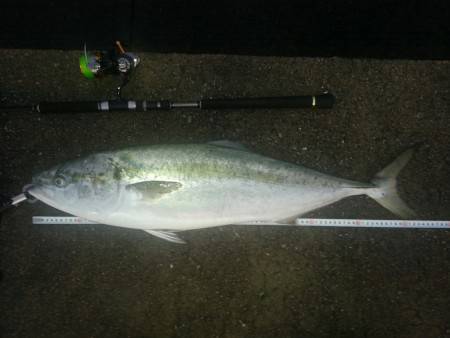 貝塚人工島　沖向きテトラ　夕マズメのブリ
