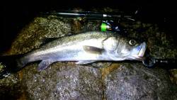 久しぶりのファイト