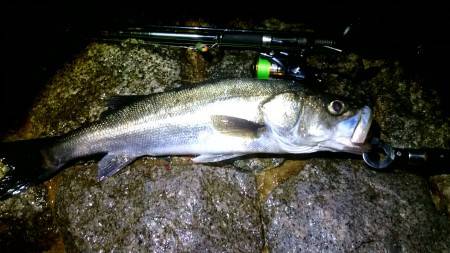 久しぶりのファイト