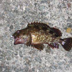 5目まであと1種類