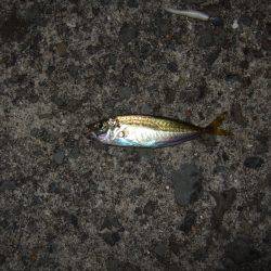 あたりは多かったんですが・・・。