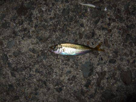 あたりは多かったんですが・・・。