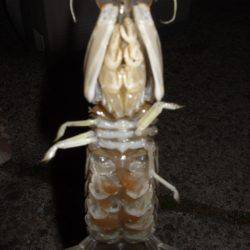 キスとアジ粘り勝ち