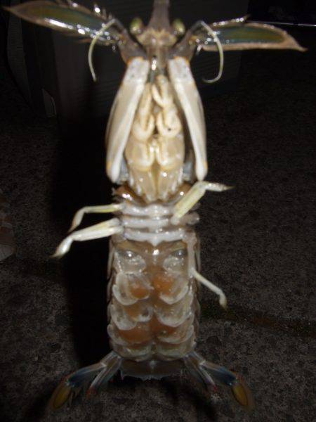 キスとアジ粘り勝ち