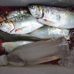 コノシロ釣り。