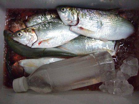 コノシロ釣り。