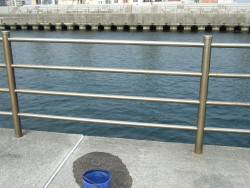 温泉裏にて豆アジ、小サバ。