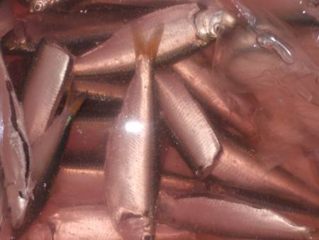 赤穂港にてママカリ釣り。