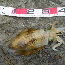 磯でアオリイカのヤエン釣り