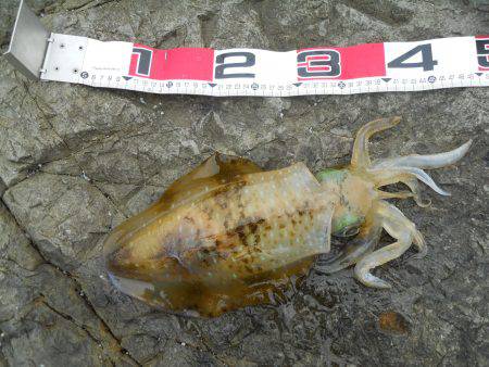 磯でアオリイカのヤエン釣り