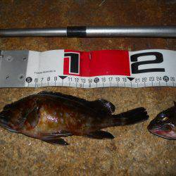 夕方～夜、エビ撒き釣り調査