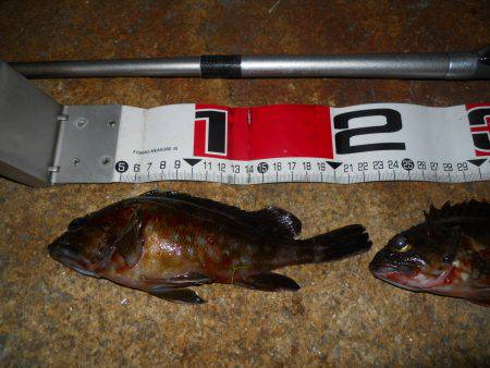 夕方～夜、エビ撒き釣り調査