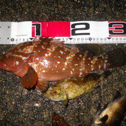 夕方~雨天のエビ撒き釣り